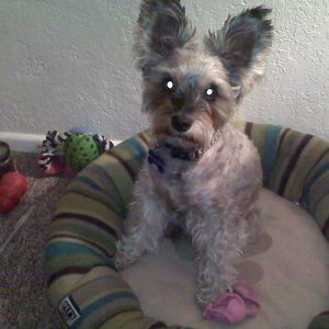 Meet your Posher, Dieter